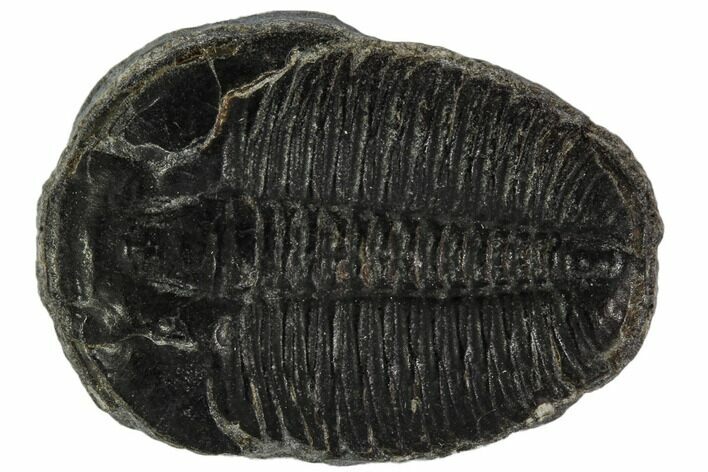 Elrathia Trilobite Fossil - Utah #108652